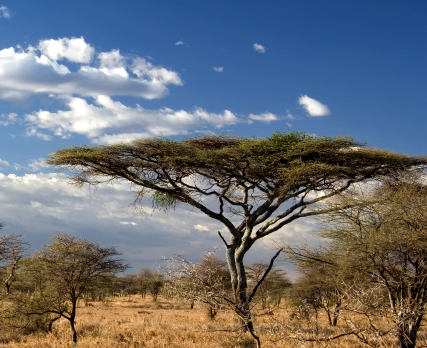 Nationalparks in Tansania  