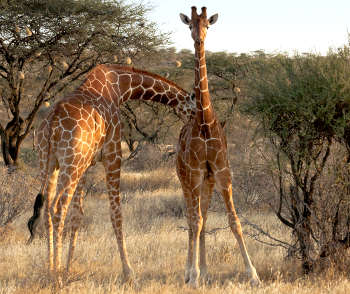 Giraffen 
